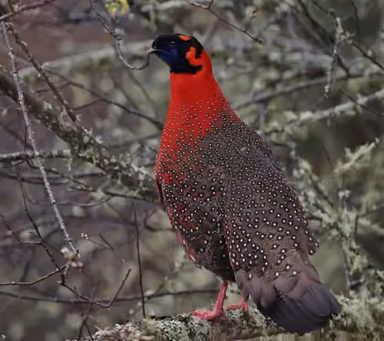 Dokumentasi Tragopan satyra