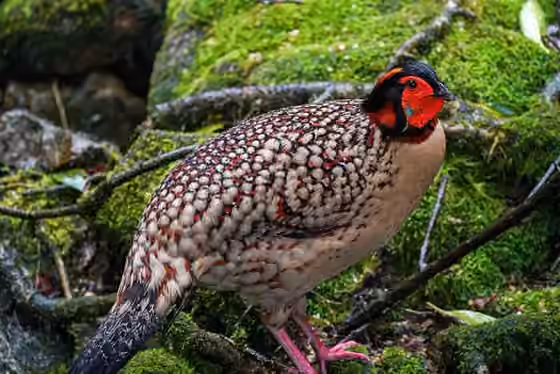 Dokumentasi Tragopan caboti