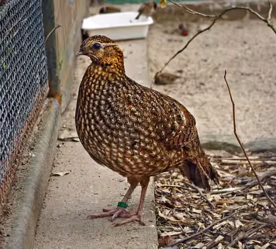 Dokumentasi Tragopan temminckii