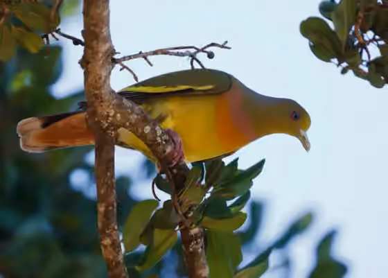 Dokumentasi Treron bicinctus