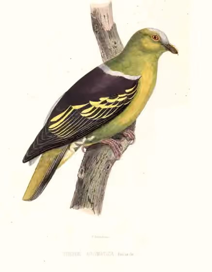 Ilustrasi Treron aromaticus
