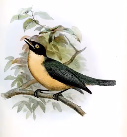 Ilustrasi Tylas eduardi