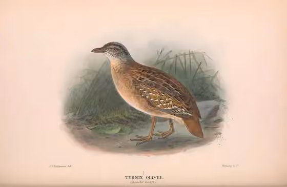 Ilustrasi Turnix olivii