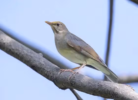 Dokumentasi Turdus unicolor