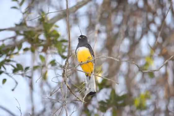 Dokumentasi Trogon citreolus
