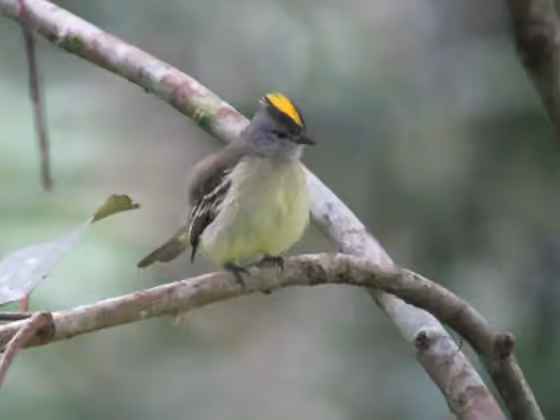 Dokumentasi Tyrannulus elatus