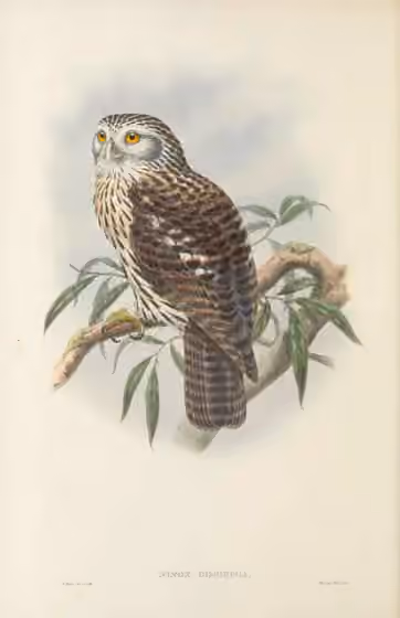 Ilustrasi dokumenter Uroglaux dimorpha