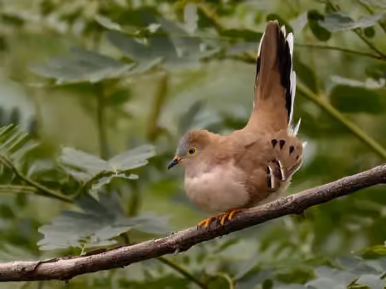 Dokumentasi Uropelia campestris