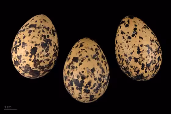 Dokumentasi Vanellus indicus