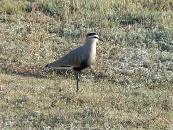 Dokumentasi Vanellus gregarius
