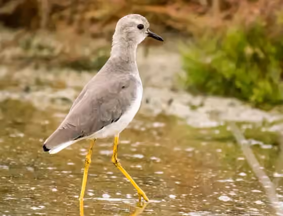 Dokumentasi Vanellus leucurus