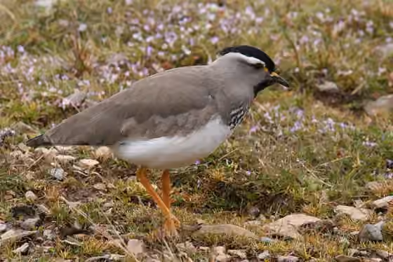 Dokumentasi Vanellus melanocephalus