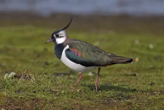 Dokumentasi Vanellus vanellus
