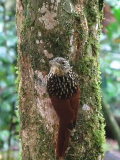 Dokumentasi Xiphorhynchus lachrymosus