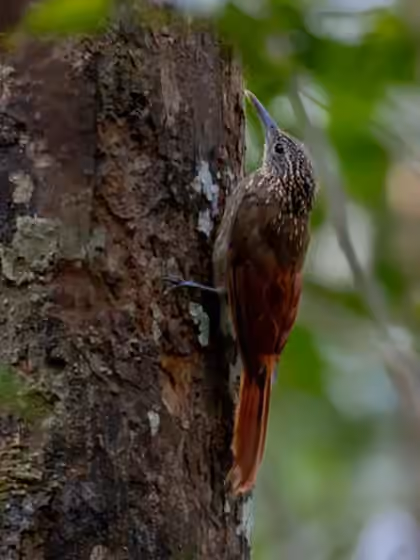 Dokumentasi Xiphorhynchus pardalotus