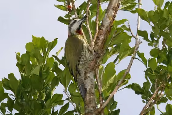 Dokumentasi Xiphidiopicus percussus