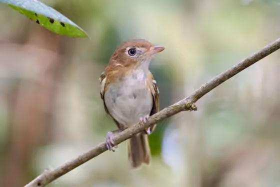 Dokumentasi Vireo bairdi