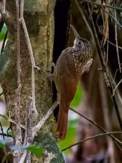 Dokumentasi Xiphorhynchus spixii