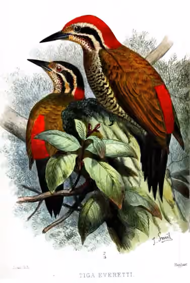 Ilustrasi Dinopium everetti