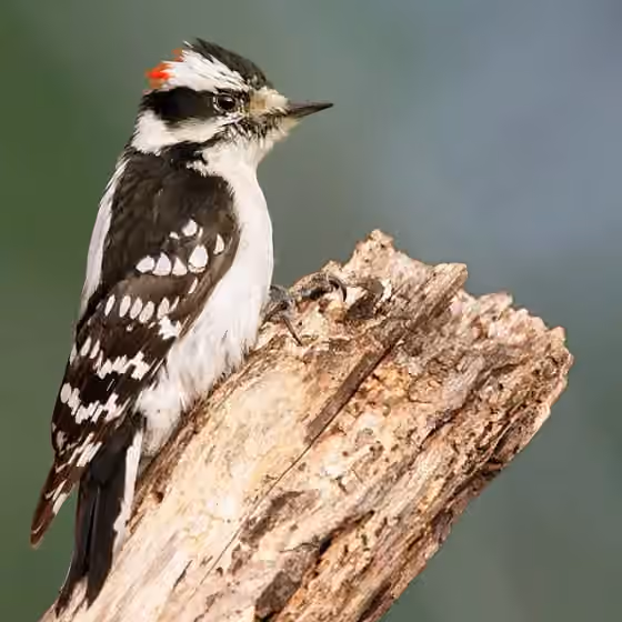 Dokumentasi Dryobates pubescens