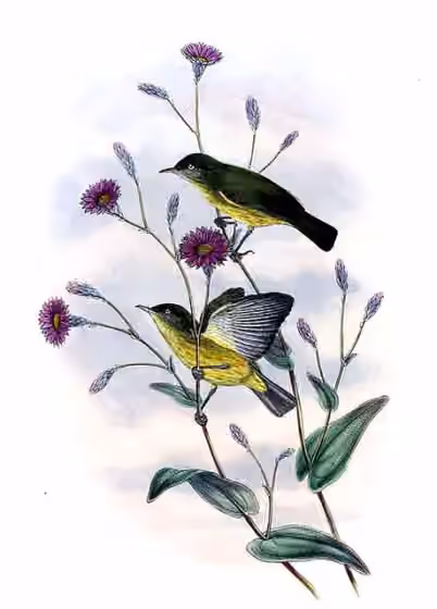 Pelat ilustrasi Glycichaera fallax dengan beberapa figur burung