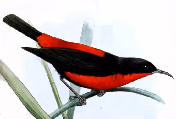 Ilustrasi Myzomela chermesina