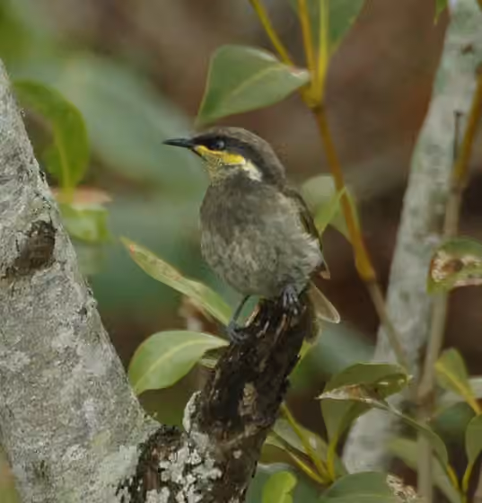 Dokumentasi Gavicalis fasciogularis