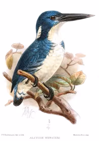 Ilustrasi Ceyx websteri