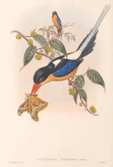 Ilustrasi Tanysiptera nigriceps