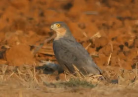 Dokumentasi Accipiter rufiventris