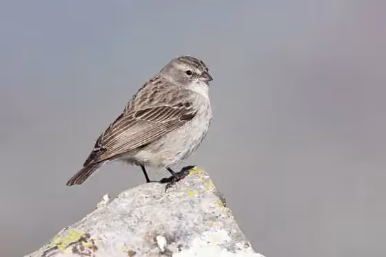 Dokumentasi Geospizopsis plebejus