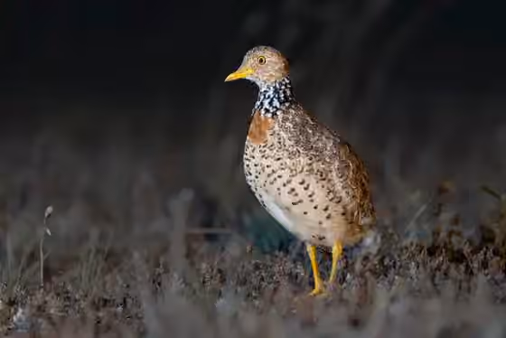 Dokumentasi Pedionomus torquatus