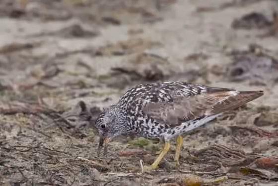 Dokumentasi Calidris virgata