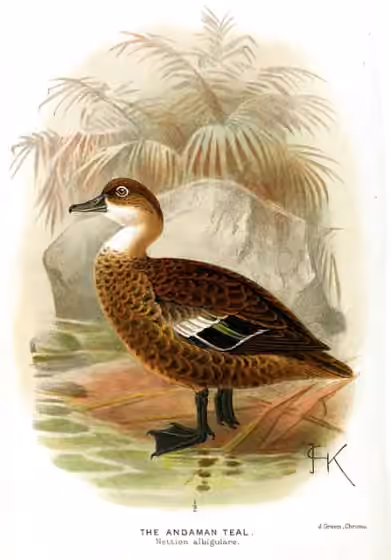 Ilustrasi Anas albogularis