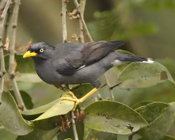 Dokumentasi Acridotheres javanicus