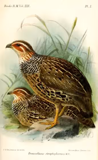 Ilustrasi Scleroptila streptophora