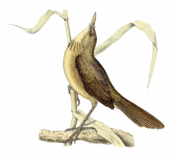 Ilustrasi Acrocephalus newtoni