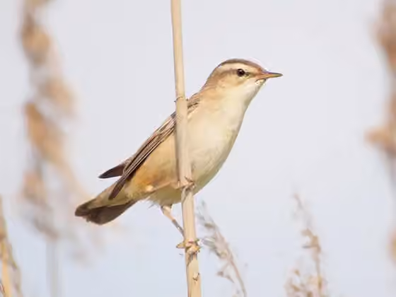 Dokumentasi Acrocephalus schoenobaenus