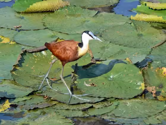 Dokumentasi Actophilornis africanus