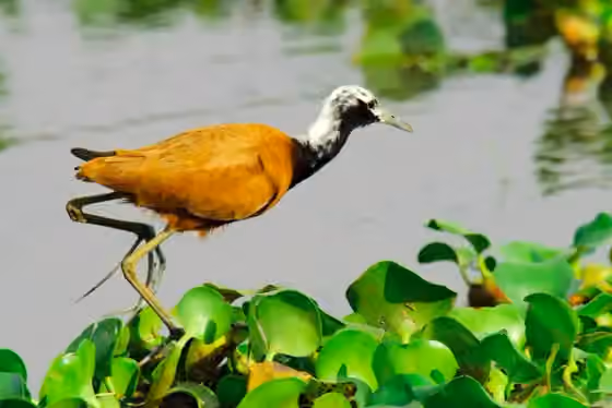 Dokumentasi Actophilornis albinucha