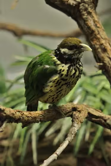 Dokumentasi Ailuroedus buccoides
