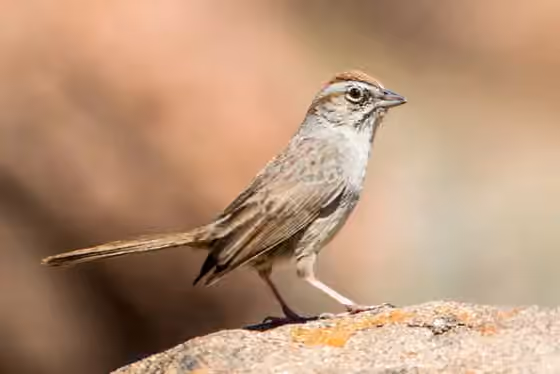 Dokumentasi Aimophila ruficeps