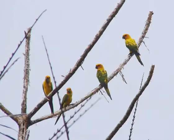 Dokumentasi Aratinga maculata