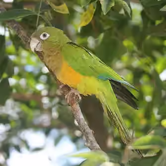 Dokumentasi Eupsittula cactorum