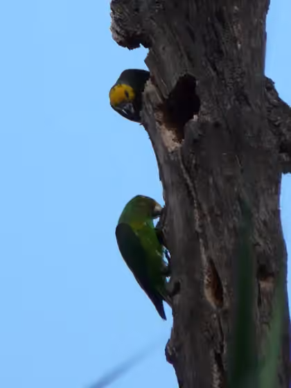 Dokumentasi Poicephalus flavifrons