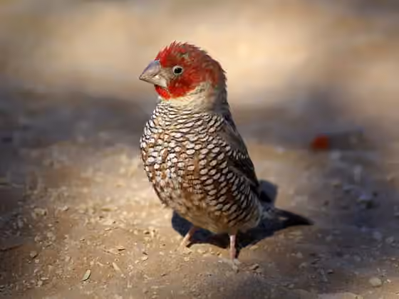 Dokumentasi Amadina erythrocephala