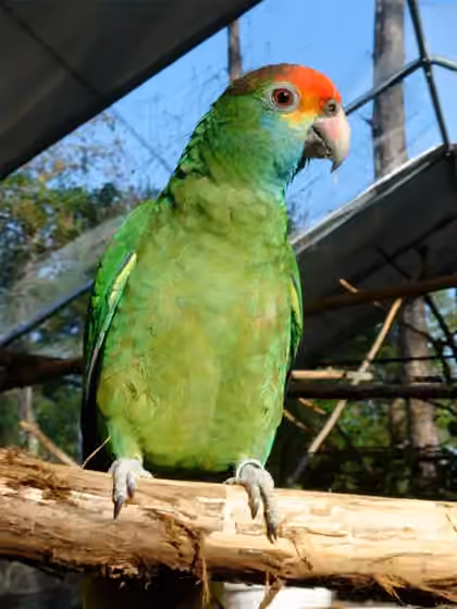 Dokumentasi Amazona rhodocorytha