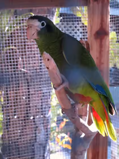 Dokumentasi Amazona ventralis