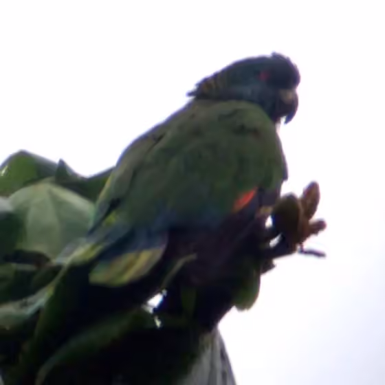 Dokumentasi Amazona versicolor