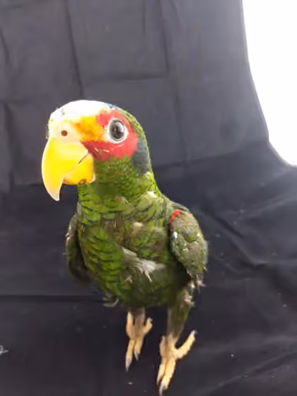 Dokumentasi Amazona xantholora